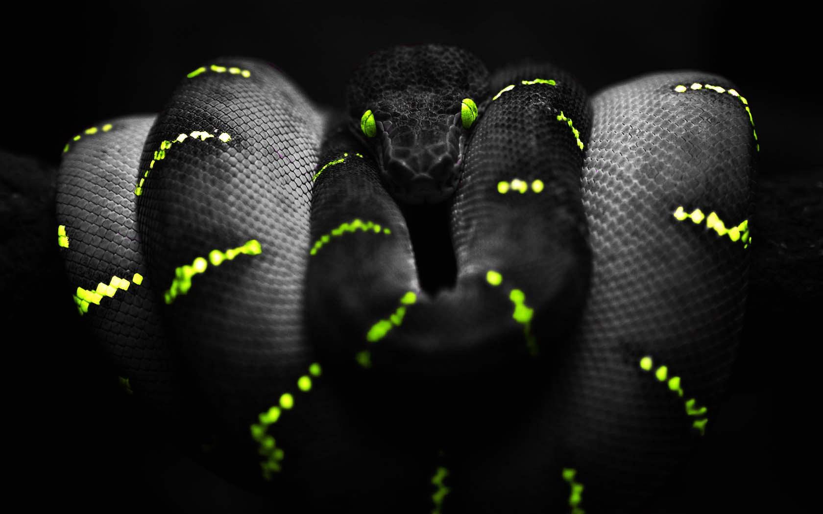 Wallpaper Black And Yellow Snake - 1680 x 1050 - Animals Pets ...