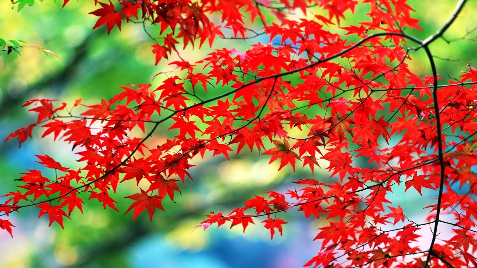 Red Leaf HD Wallpaper, Red Leaf Images, New Wallpapers