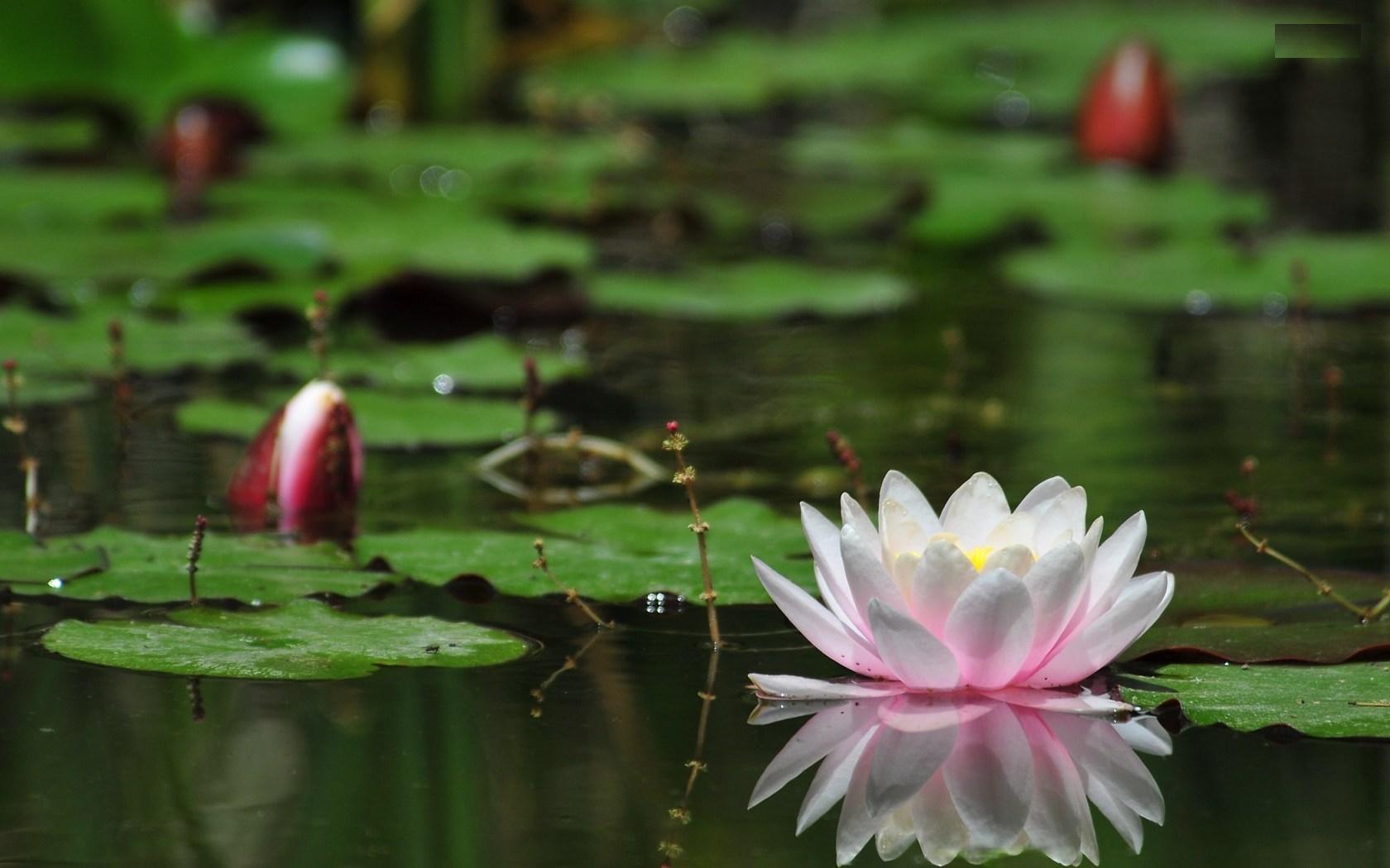 Water Lily Flower HD Wallpapers | Water Lily Flowers Images | Cool ...