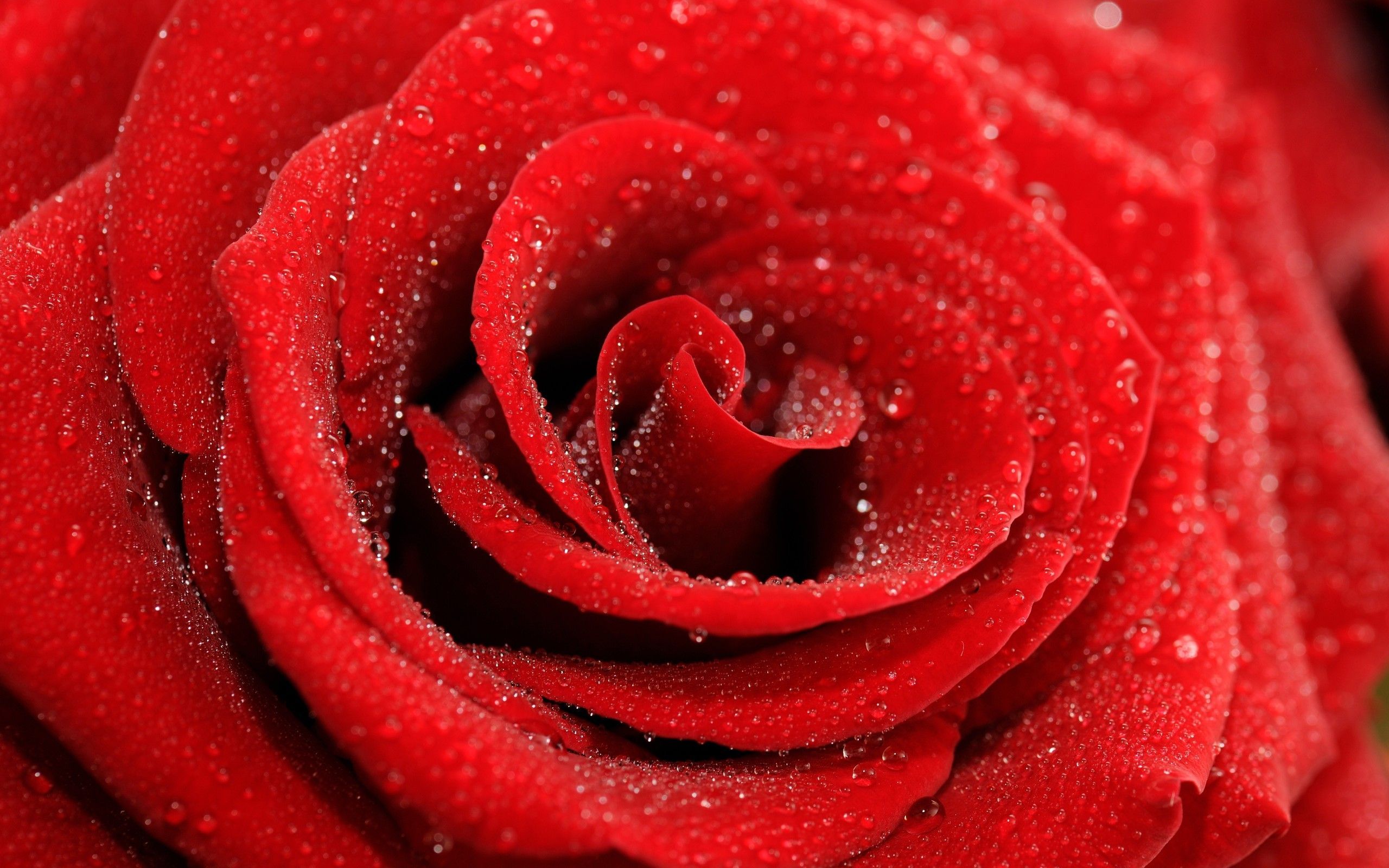 Cool Red Flowers wallpaper | 2560x1600 | #22730