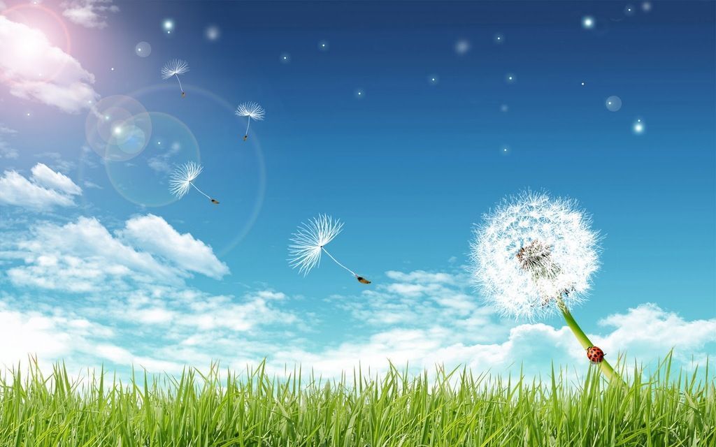 Free Grass, Blue Bright Sky And A Dandelion Backgrounds For ...