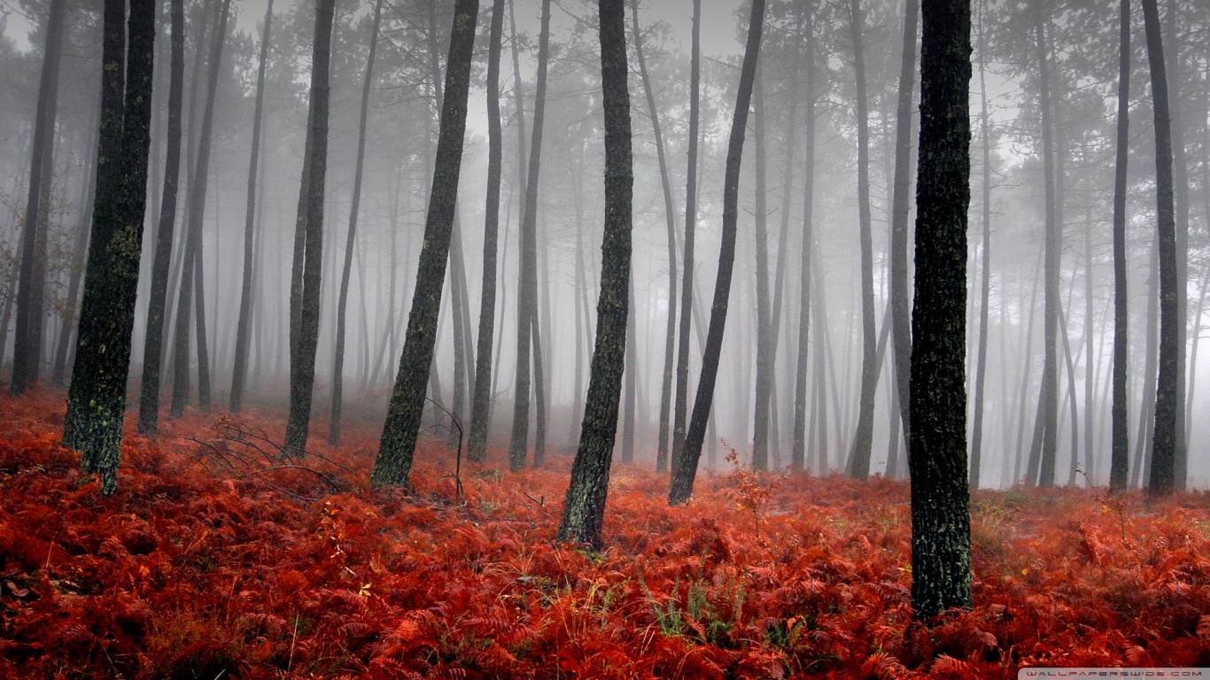 Bloody Forest HD desktop wallpaper Widescreen High Definition