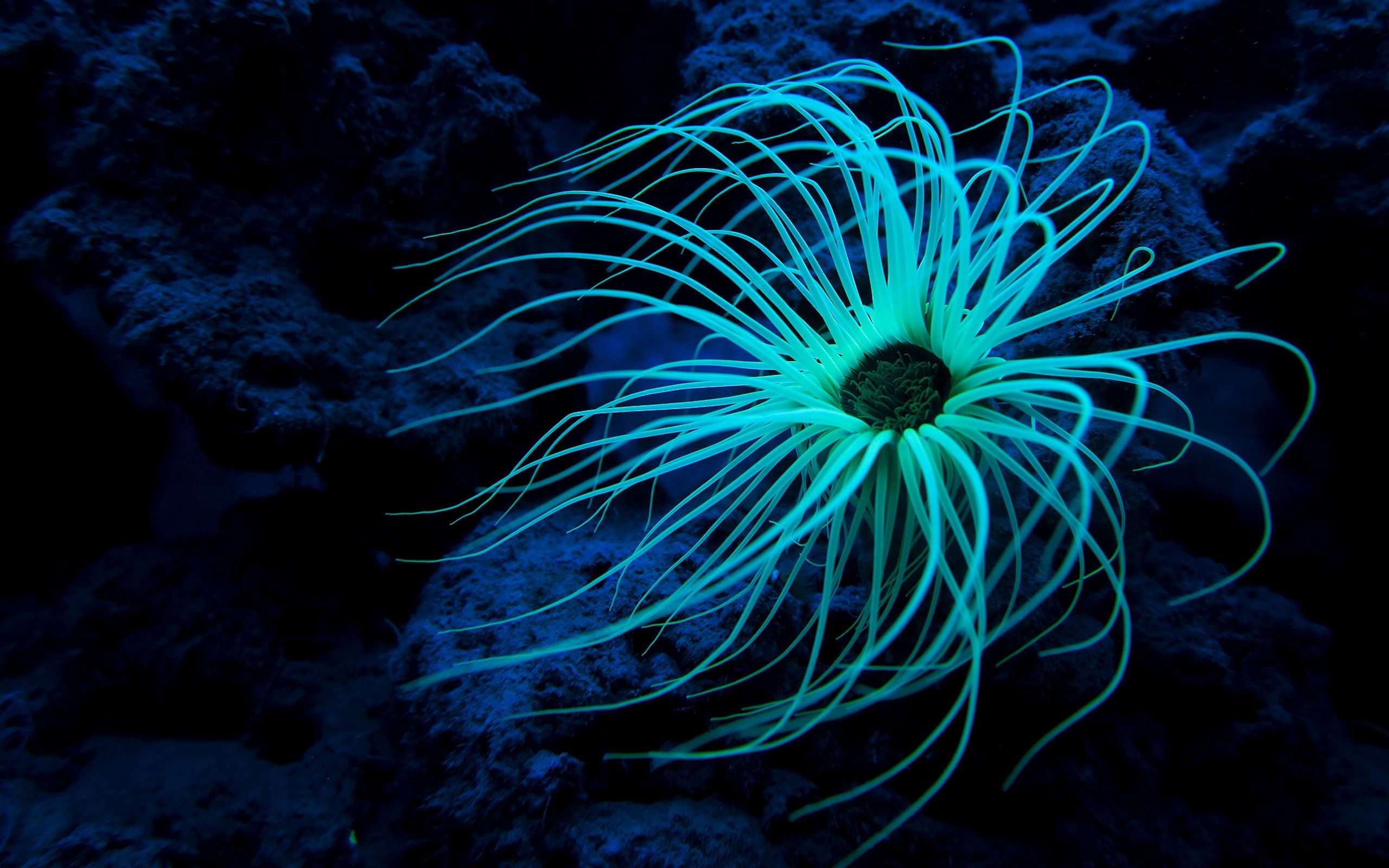 68 Sea Life HD Wallpapers Backgrounds - Wallpaper Abyss