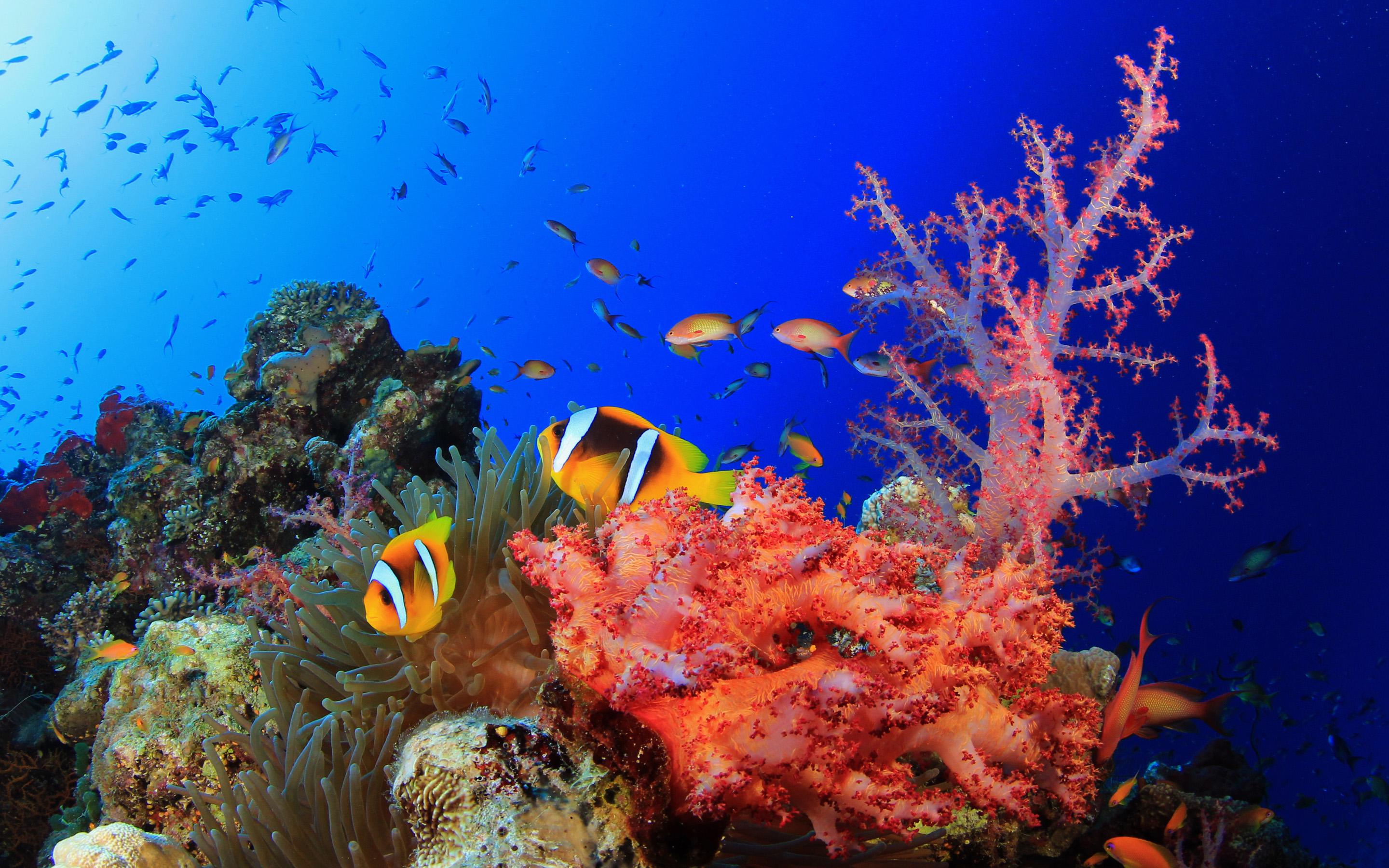 Nature Backgrounds, 515244 Sea Life Wallpapers, by Kay Morrison