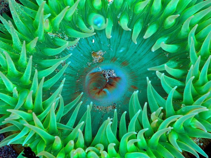 Sea anemone underwater sea life free desktop background - free