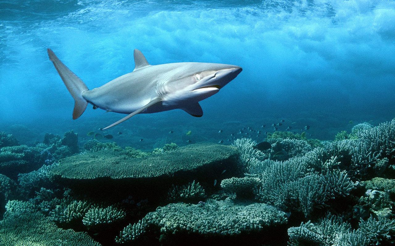 Download Download Sea Life Wallpaper 1080p #iuwMp hdxwallpaperz.com