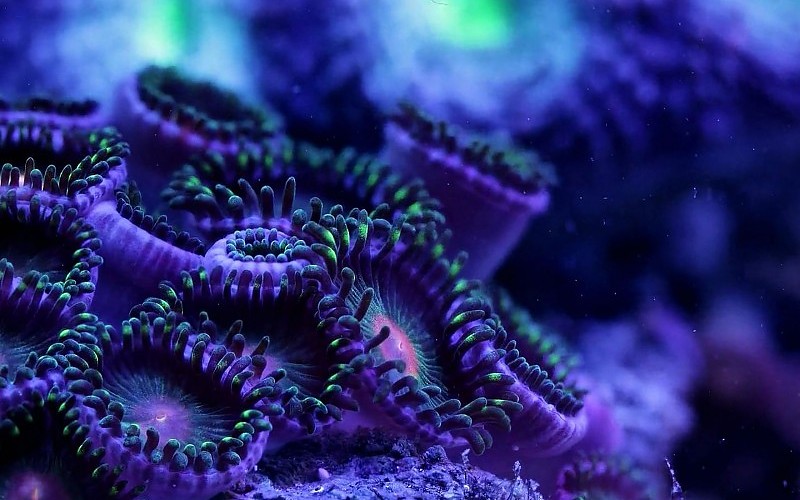 SEA LIFE underwater sea ocean art artwork 3 d psychedelic coral