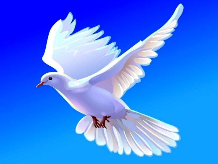 Collection Wallpaper HD Dove Flying For PC Computer Free Download ...