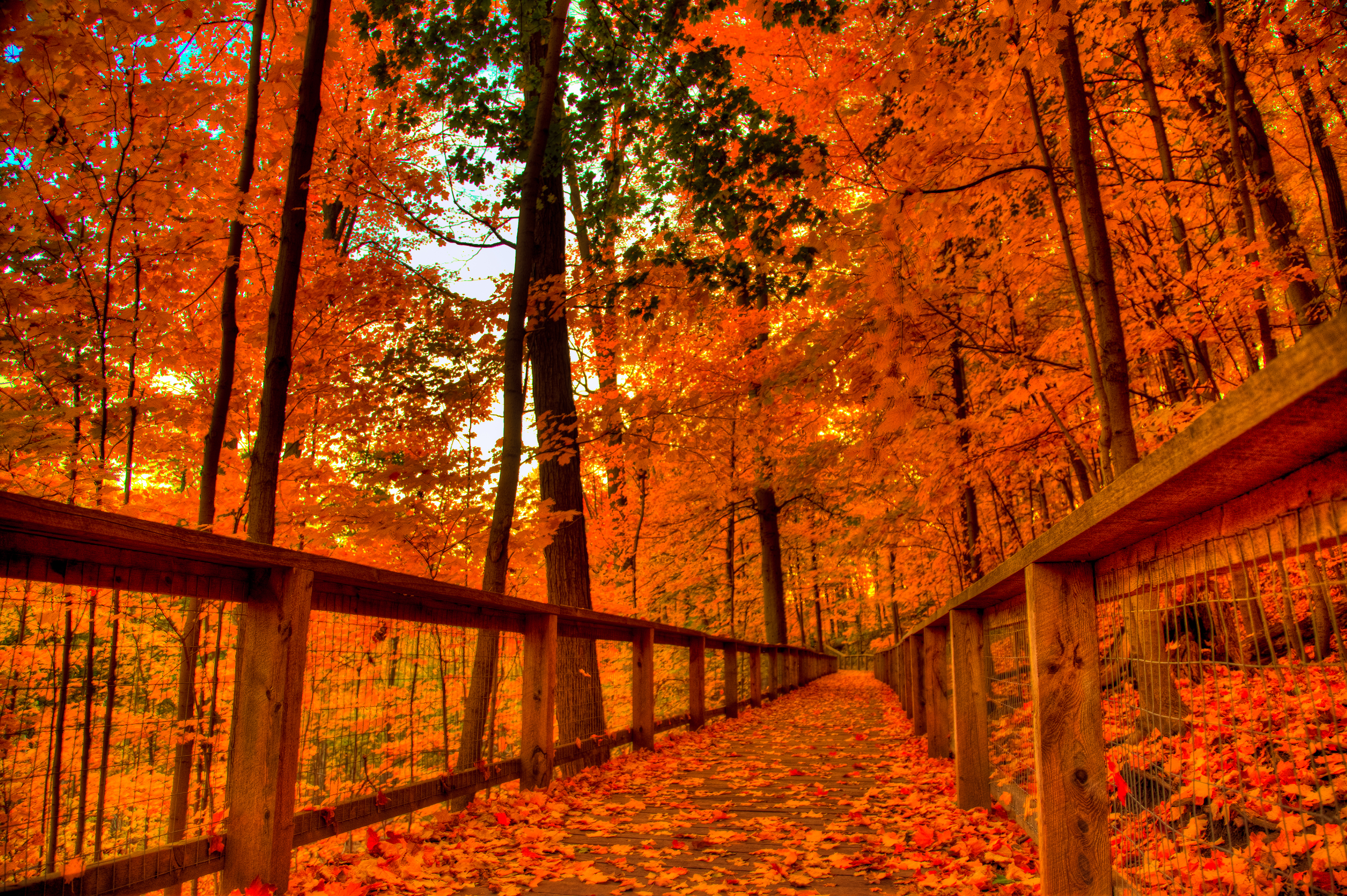Android Wallpaper: Fall Colors