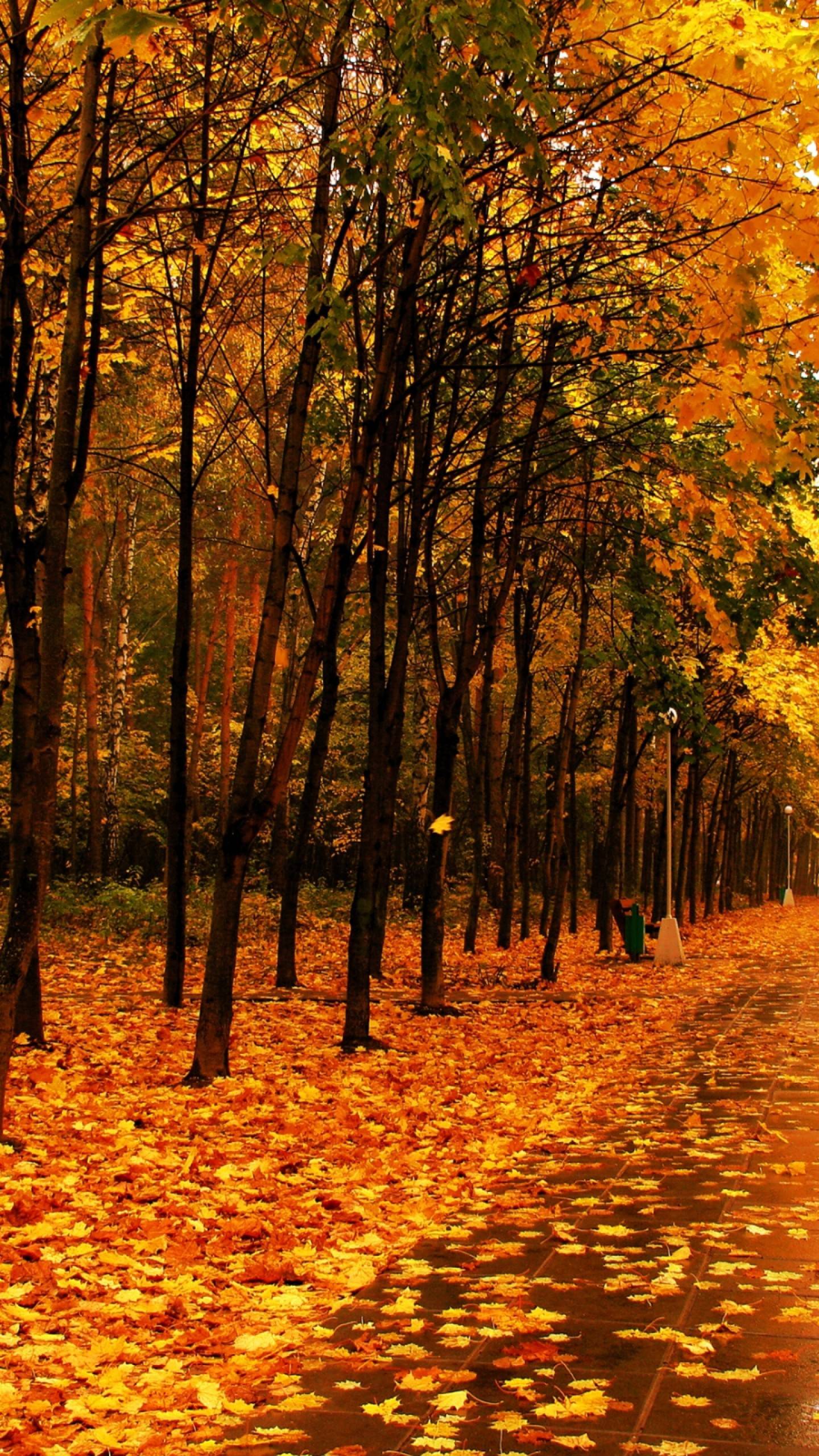 Yellow Forest Autumn - Best HD Wallpapers For iPhone and Android
