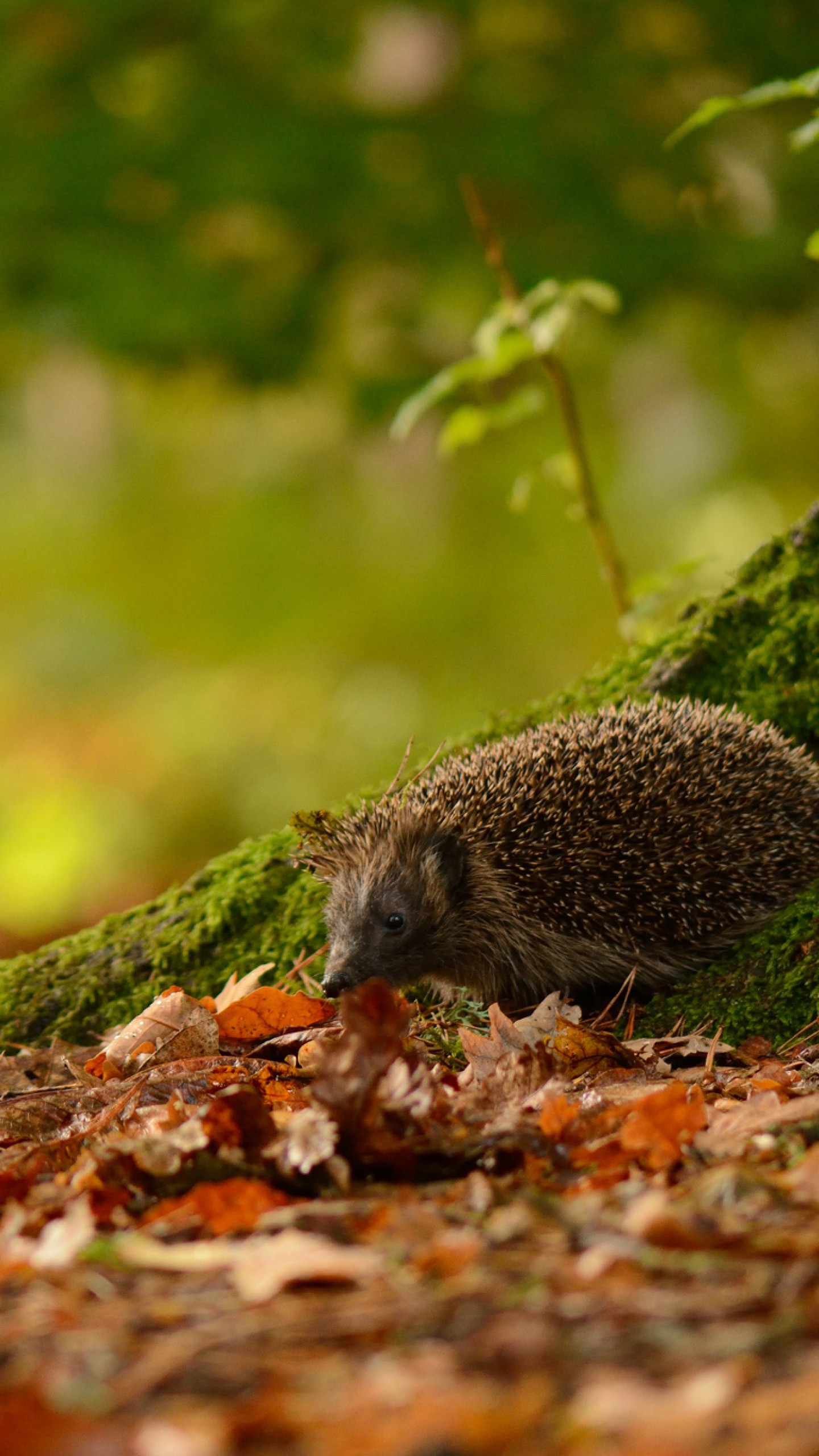 Porcupine in Leafage Autumn - Best HD Wallpapers For iPhone and other