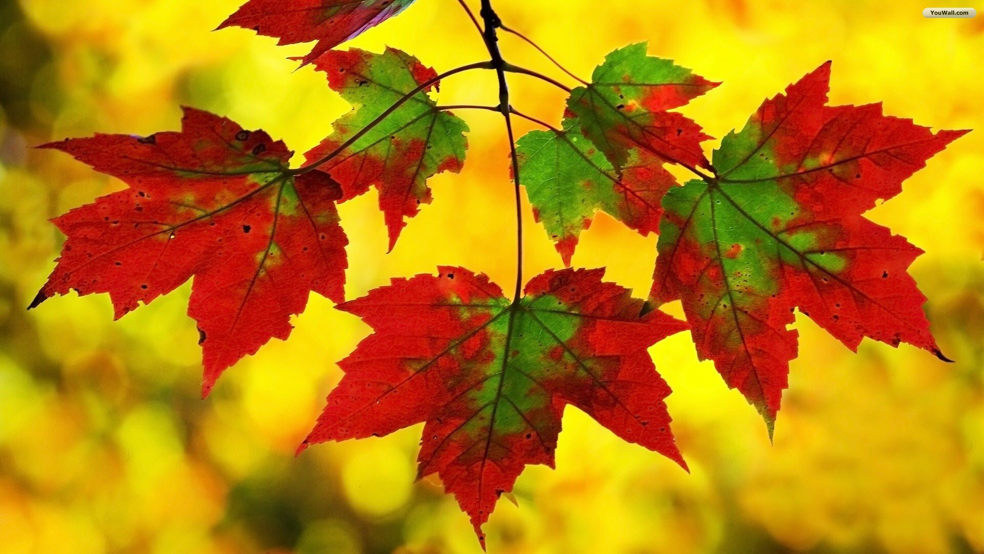 Fall Leaf Android HD Wallpapers Attachment 11012 - Amazing Wallpaperz