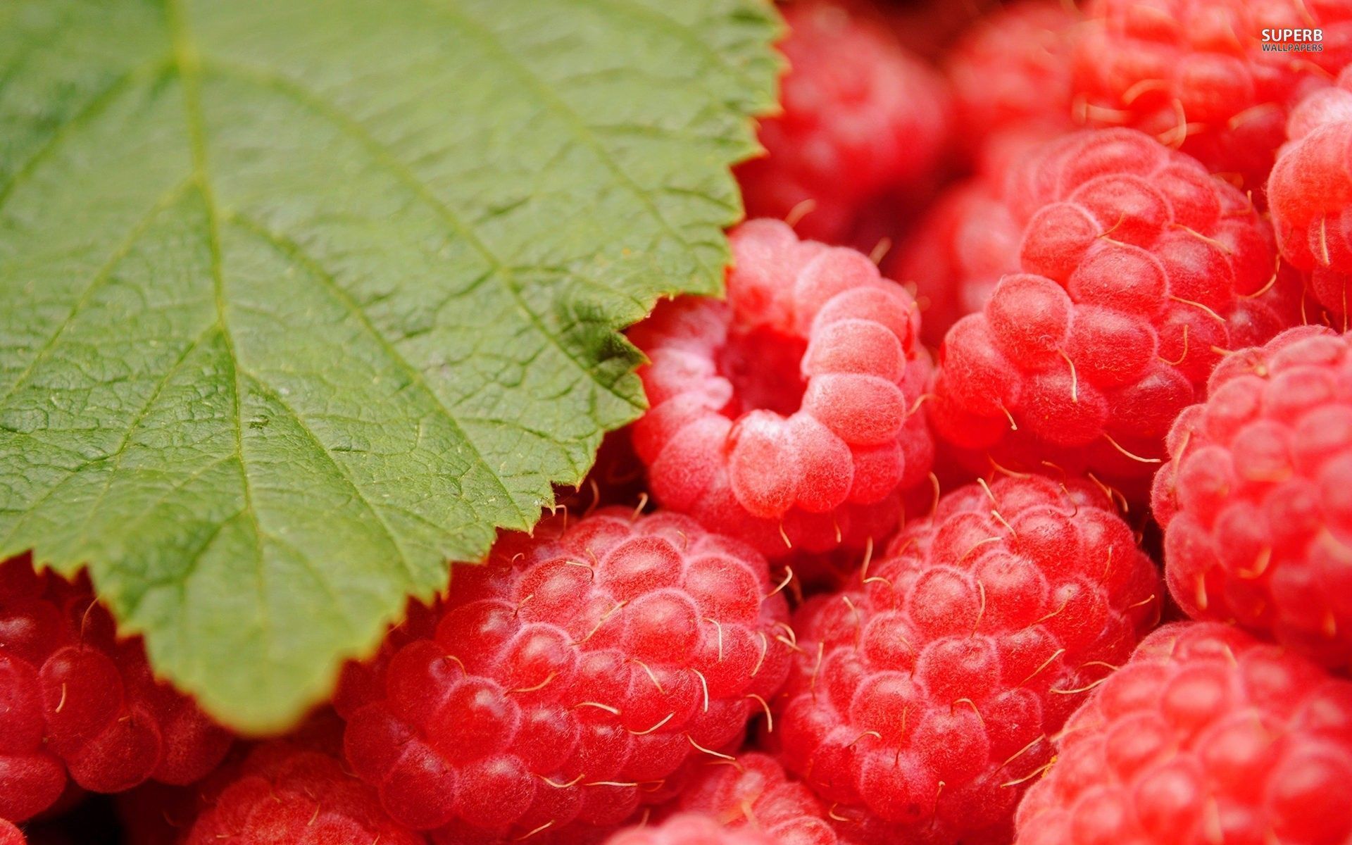 Raspberry wallpaper - Photography wallpapers - #20973