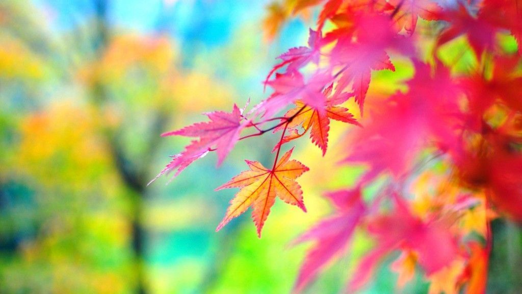 HD Quality Beautiful Autumn Leaves Desktop Wallpaper HD 15 ...