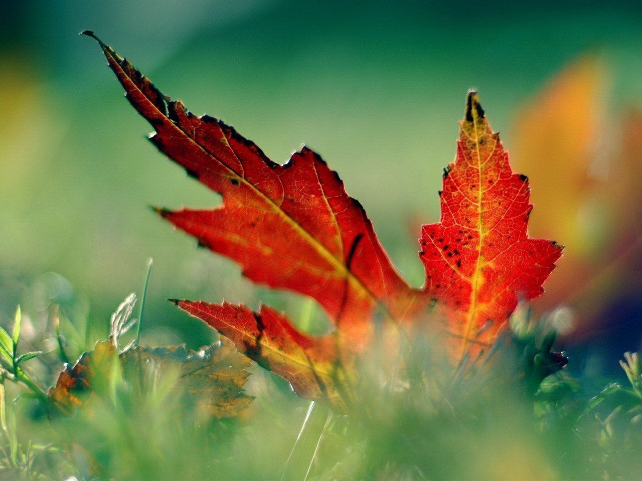 Nature photography wallpaper close up falling leaf nature ...
