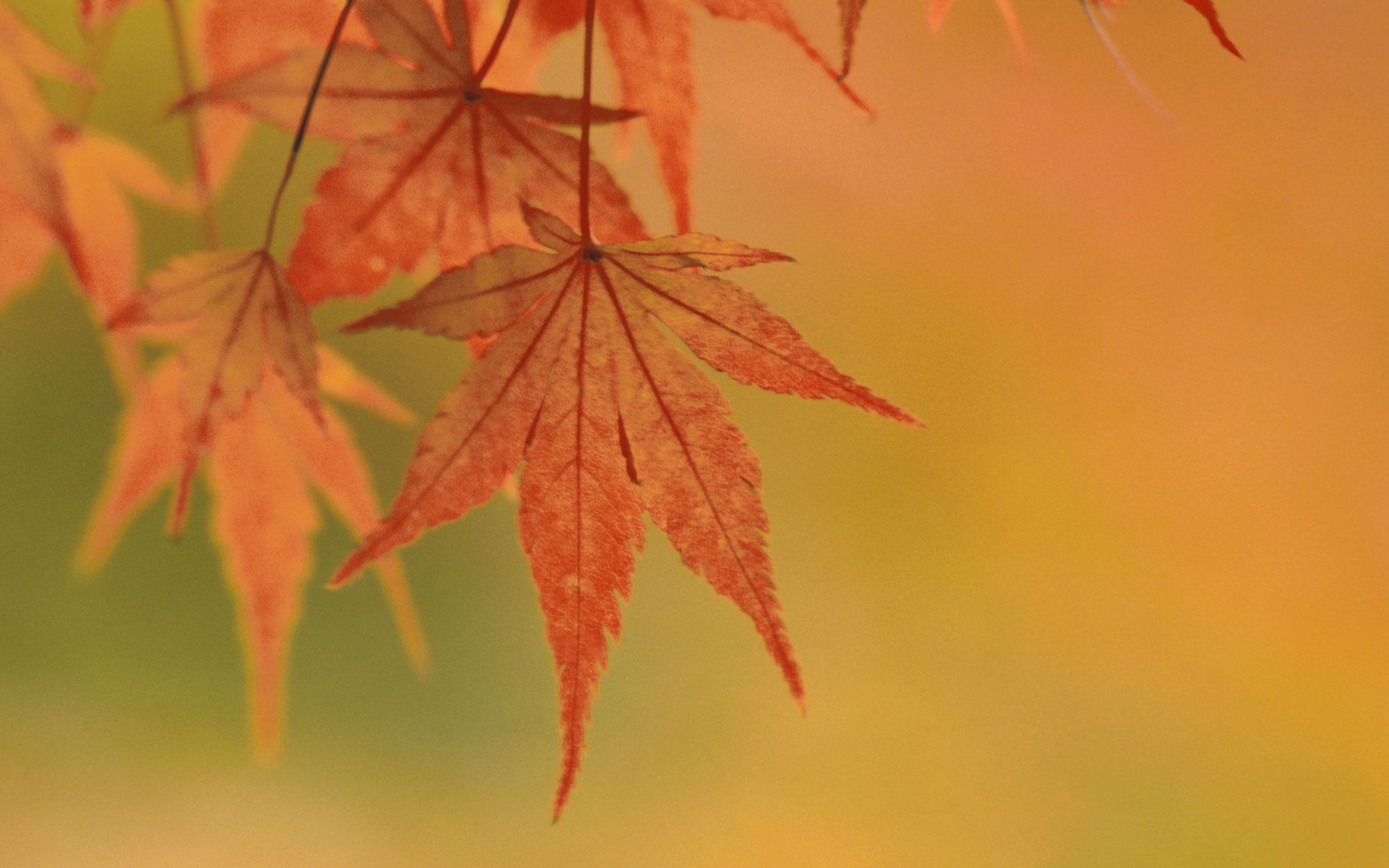 Download desktop wallpaper Subject autumn - yellow leaves ...