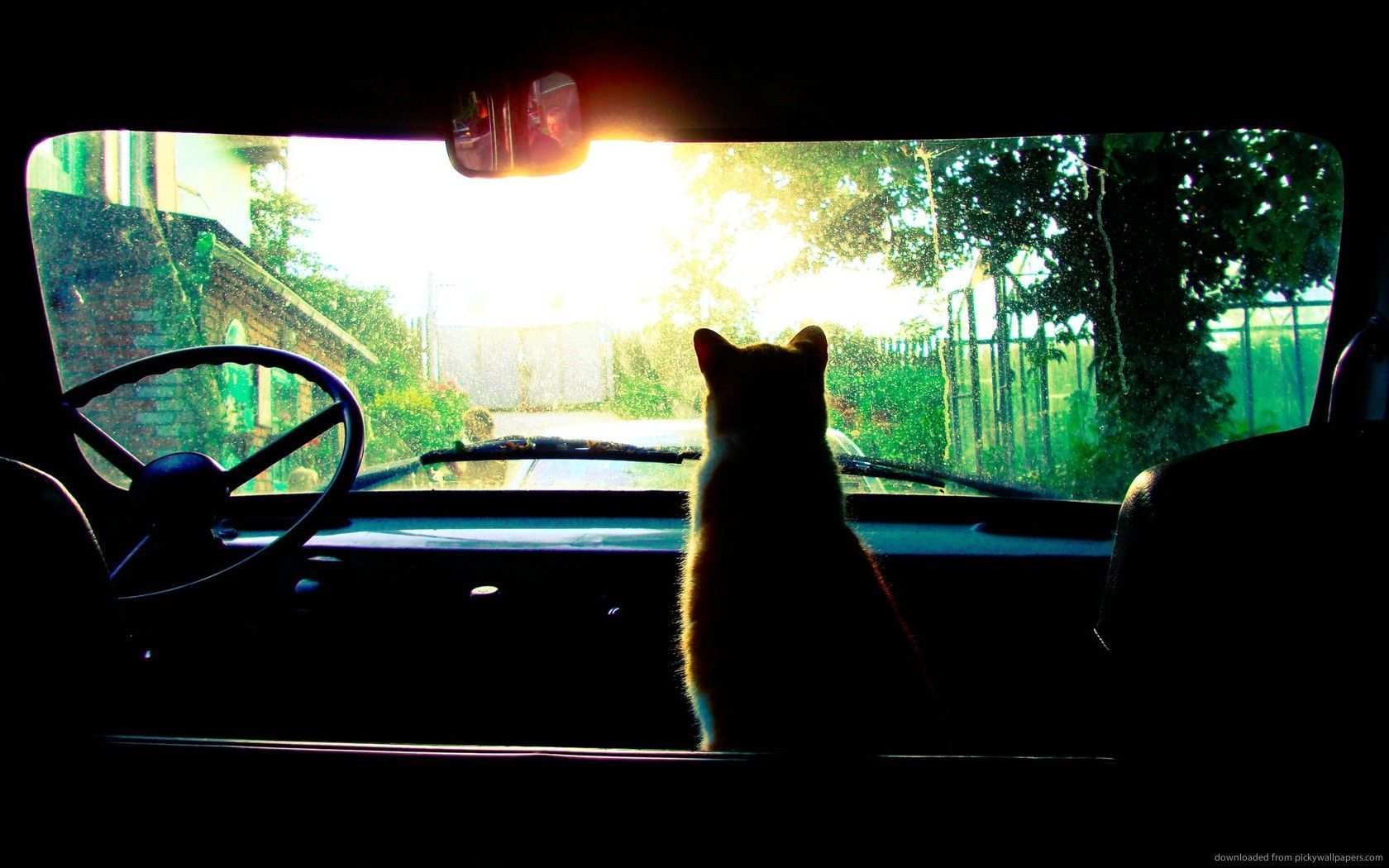 Download 1680x1050 Cat In An Old Car Wallpaper