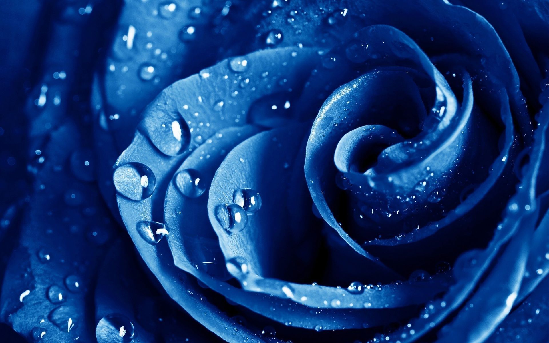 Blue Rose Desktop Wallpaper, Blue Rose Images Free | Cool Wallpapers