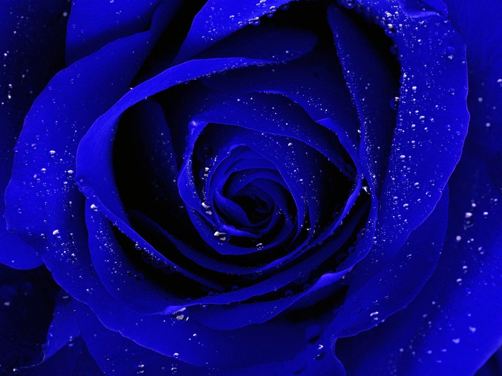 Blue Rose Desktop Wallpaper, Blue Rose Images Free | Cool Wallpapers