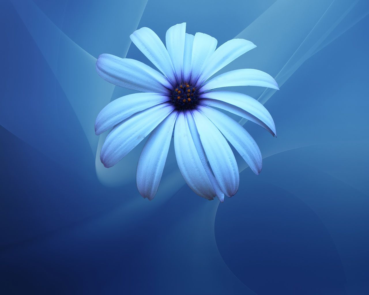 Desktop Wallpaper · Gallery · Windows 7 · Blue Chamomile Wallpaper ...