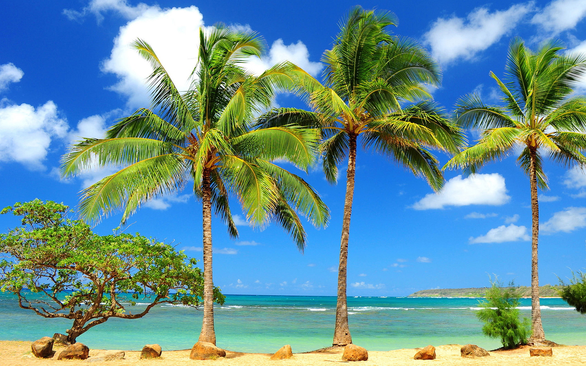Palms sunny beach Wallpapers | Pictures