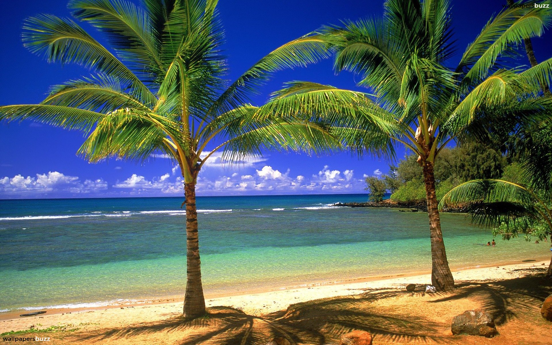 Two palms on a beach HD Wallpaper