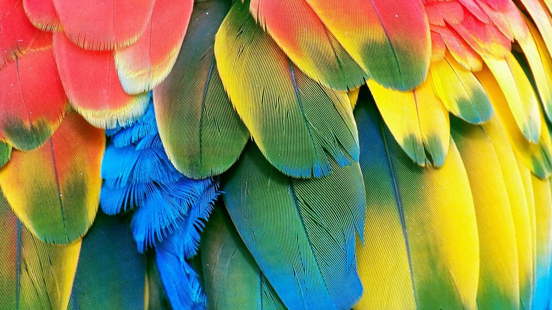 Parrot Backgrounds