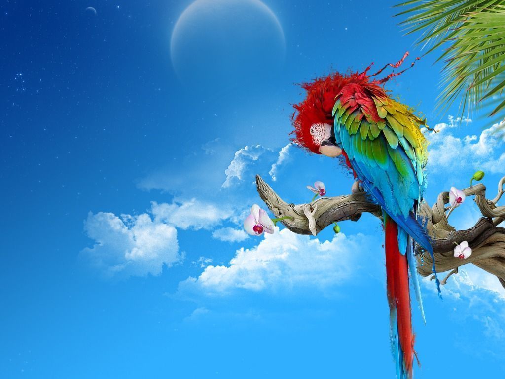 Parrot Wallpaper HD Wallpapers Pictures Images Backgrounds