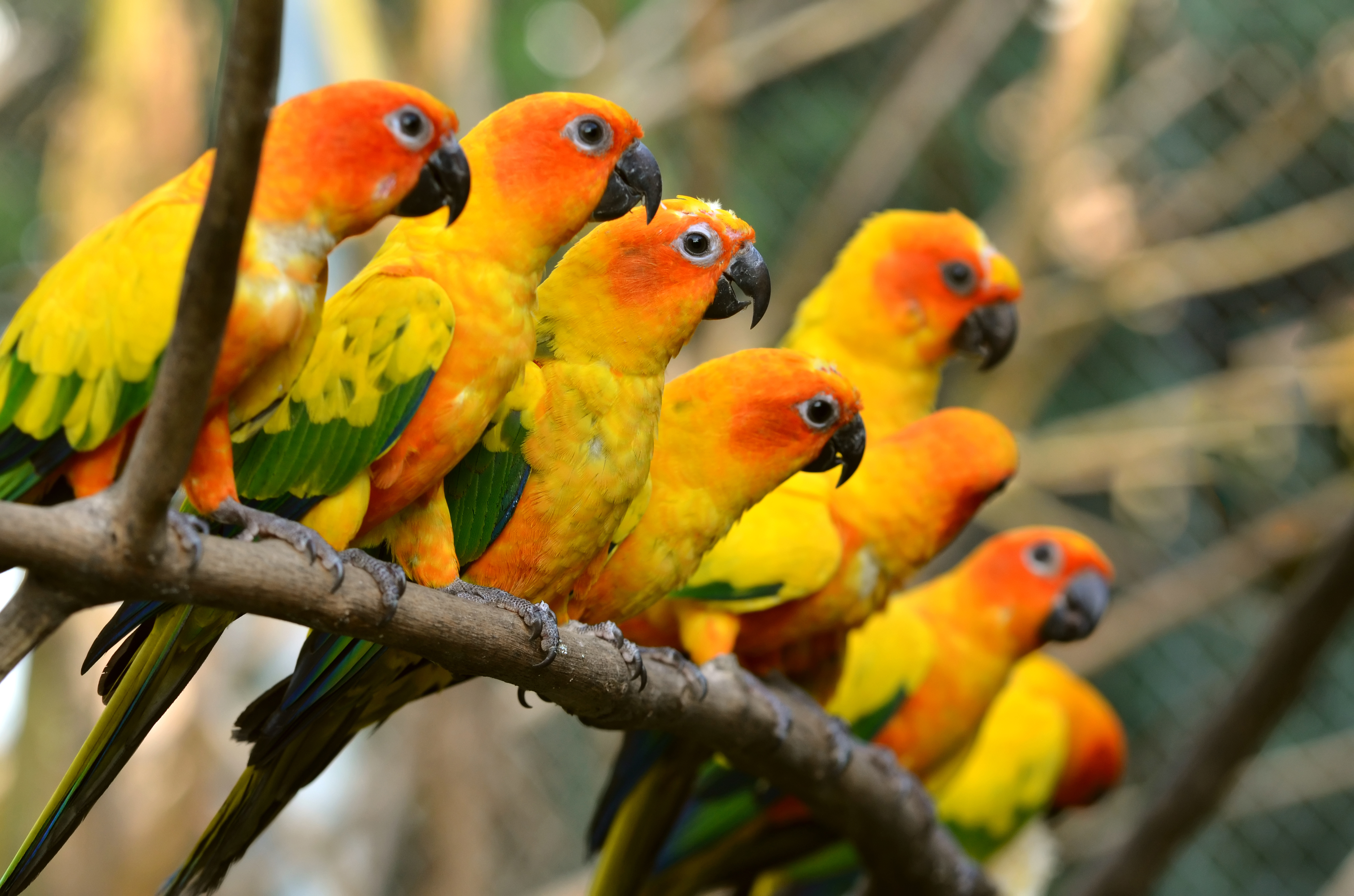Awesome Parrot Backgrounds | Parrot Wallpapers