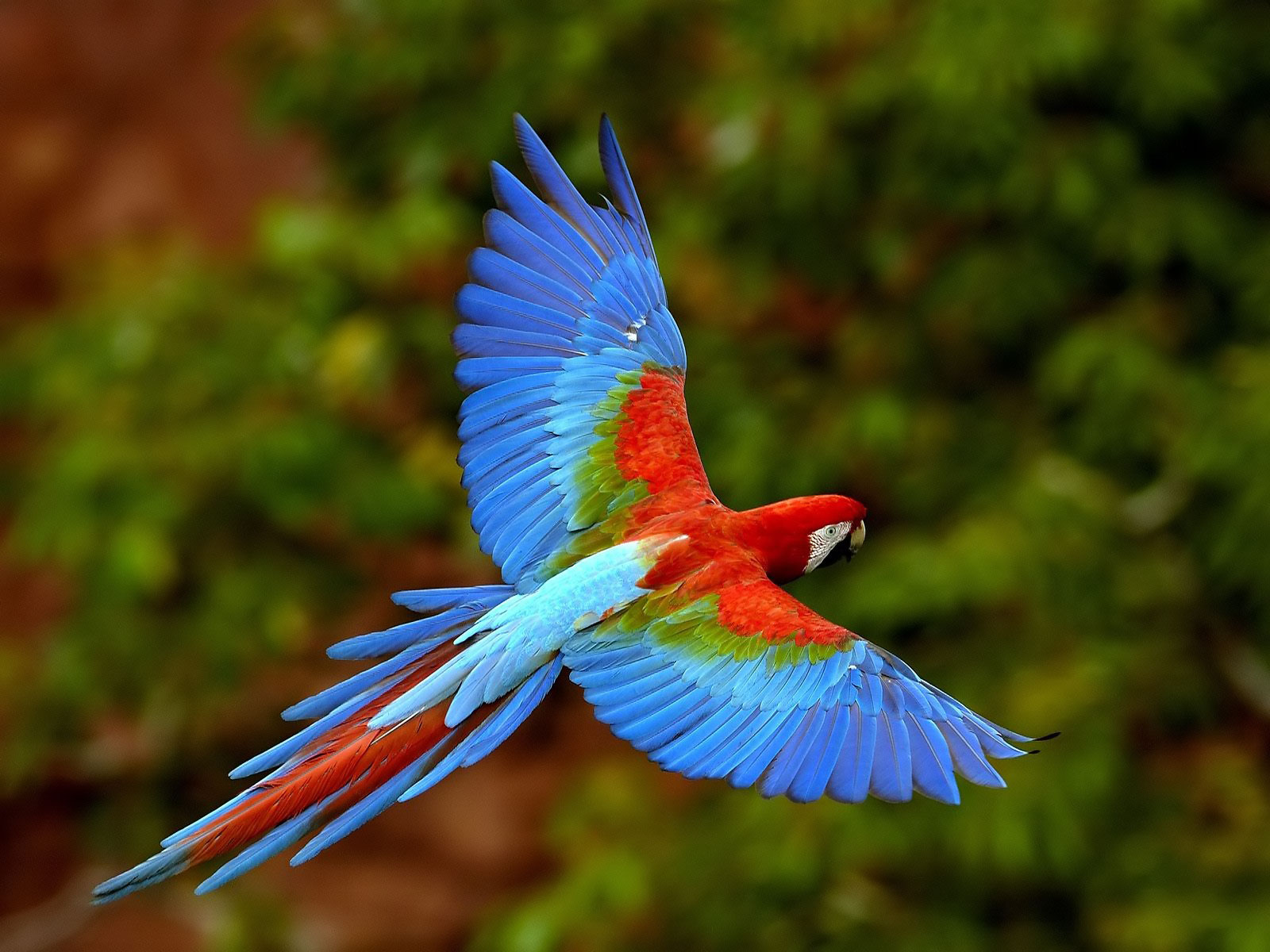 Parrot Backgrounds | Full HD Pictures