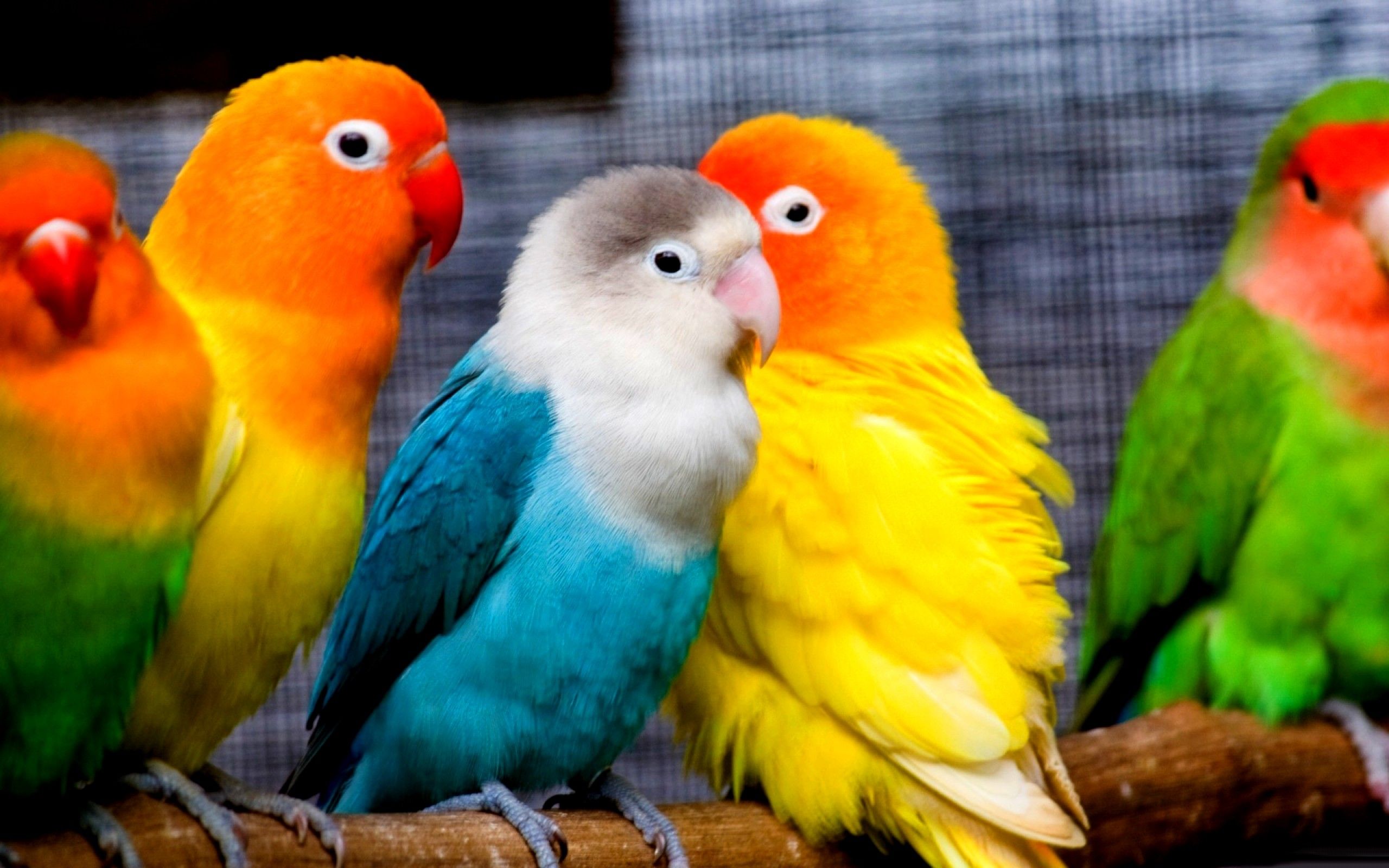 113 Parrot HD Wallpapers | Backgrounds - Wallpaper Abyss