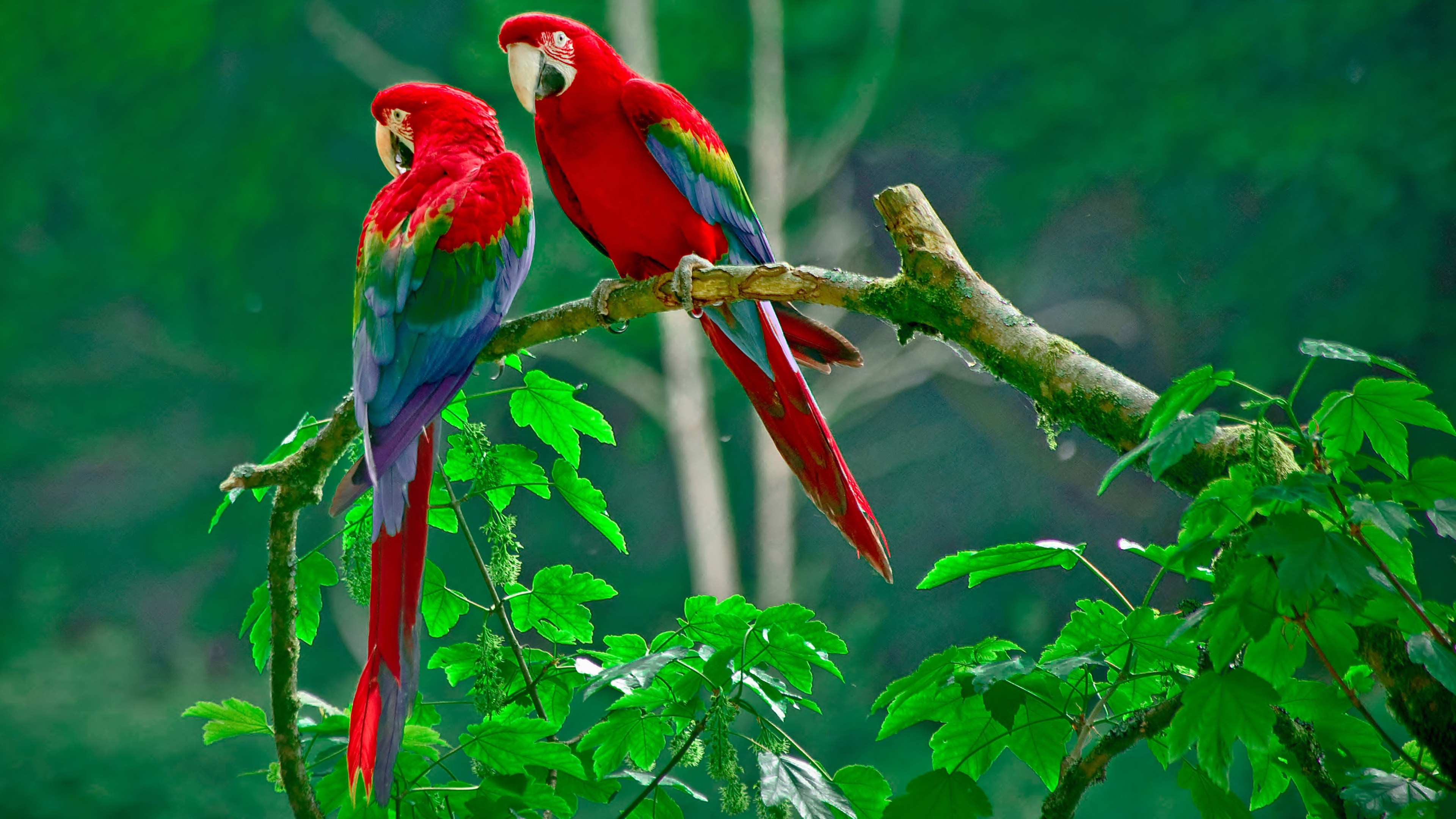 144 Parrot HD Wallpapers Backgrounds - Wallpaper Abyss