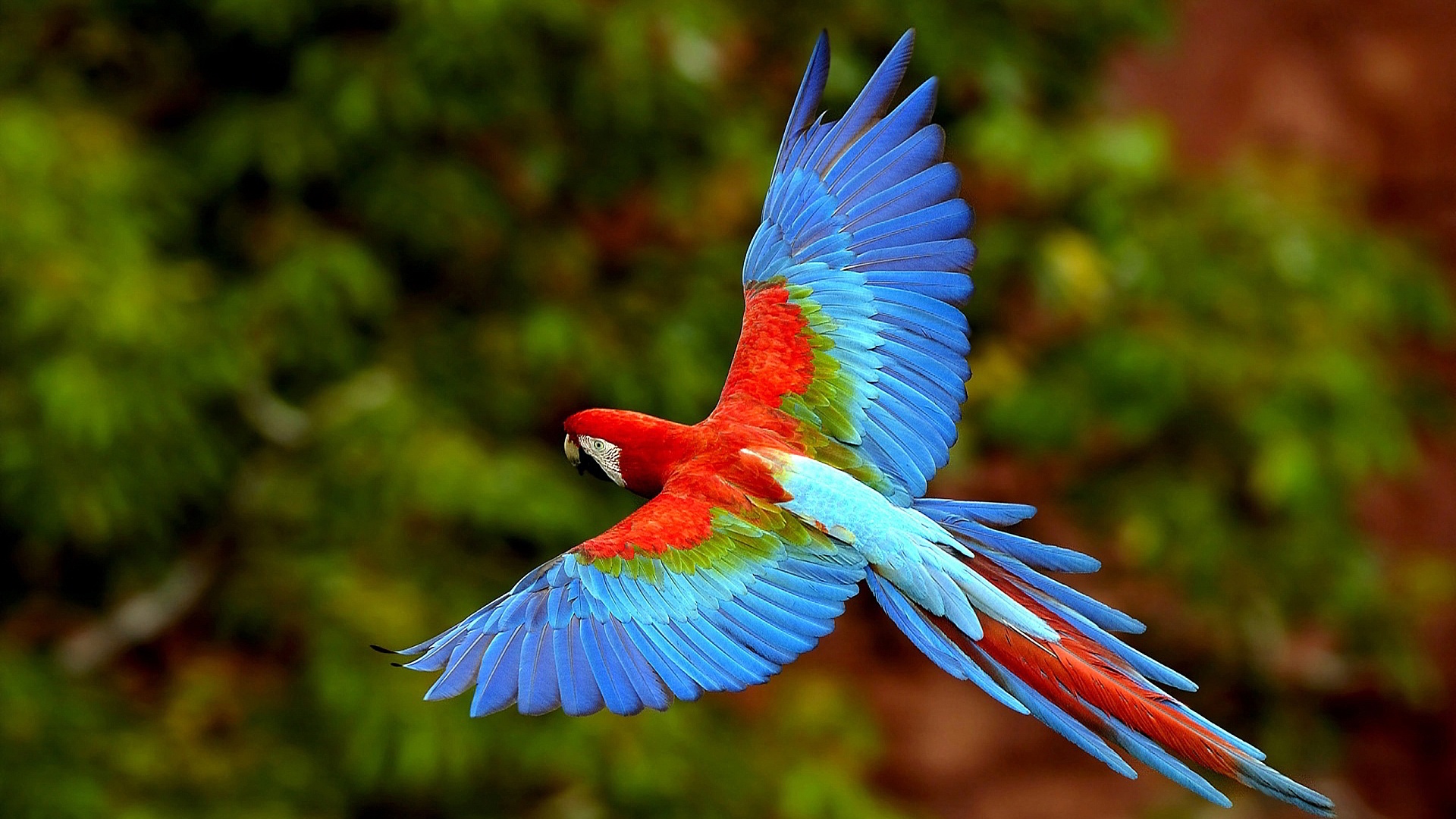 Parrot Wallpapers HD Pictures | Live HD Wallpaper HQ Pictures ...
