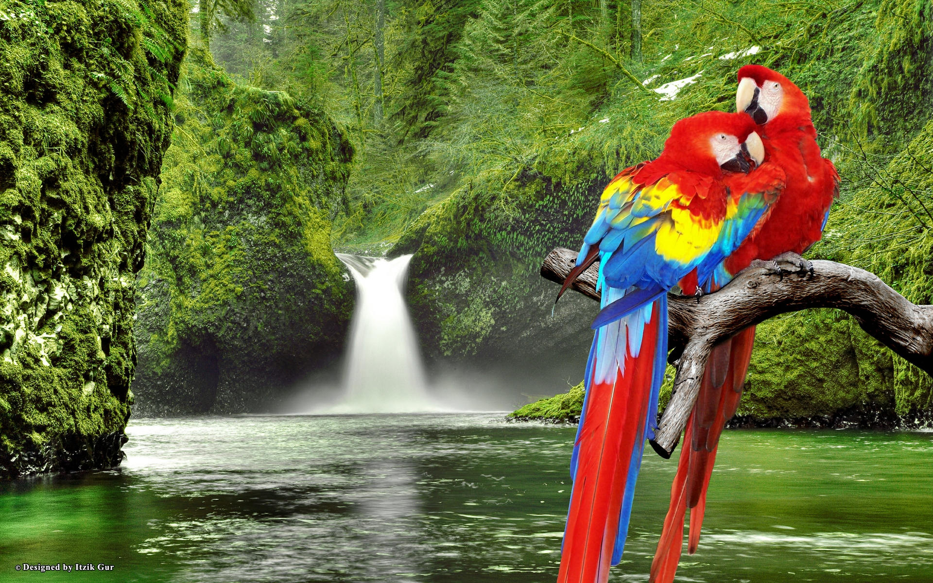 Macaw Parrots Hd Desktop Wallpaper Hd Latest Wallpapers. Desktop ...