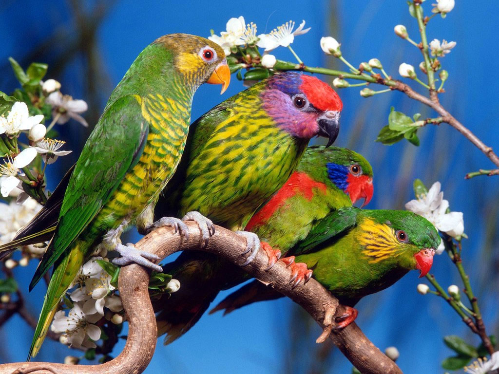 Parrot Desktop Backgrounds