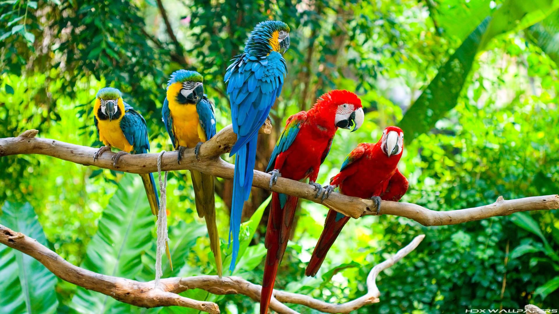 Parrot Wallpapers Full Hd Wallpaper Search Page 5 | HD Wallpapers ...