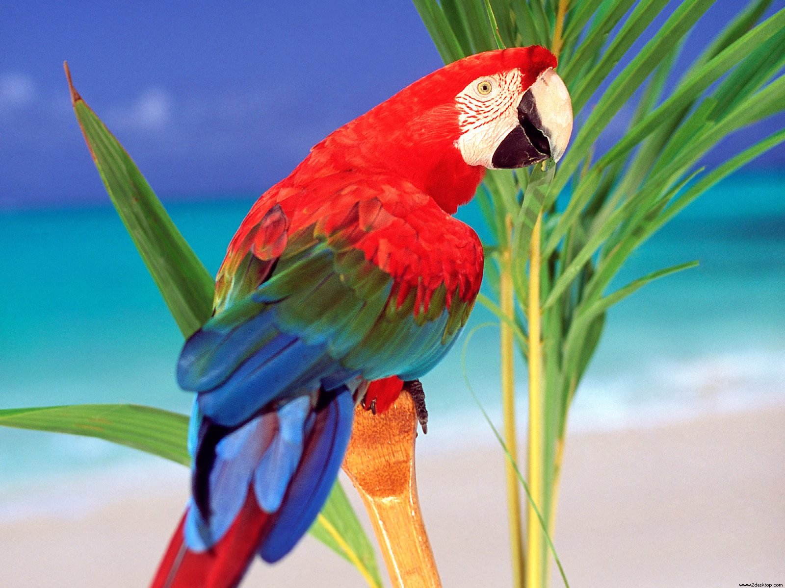 Parrot Backgrounds