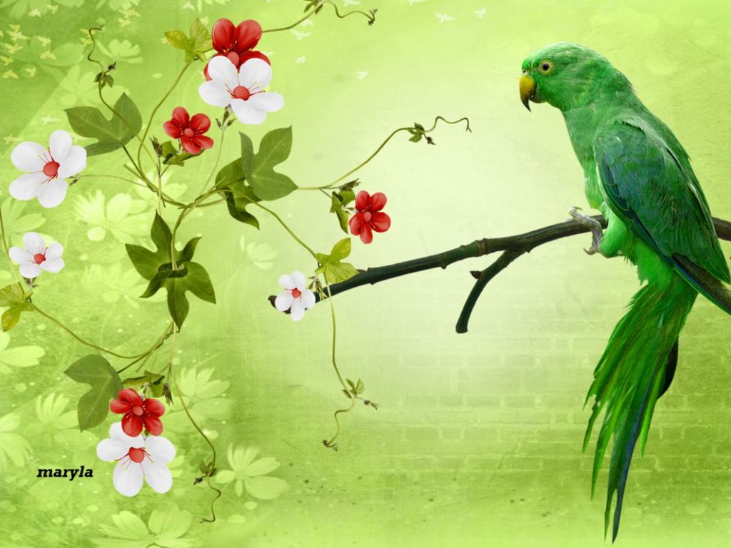 Parrot HD Wallpapers Desktop Pictures One HD Wallpaper Pictures