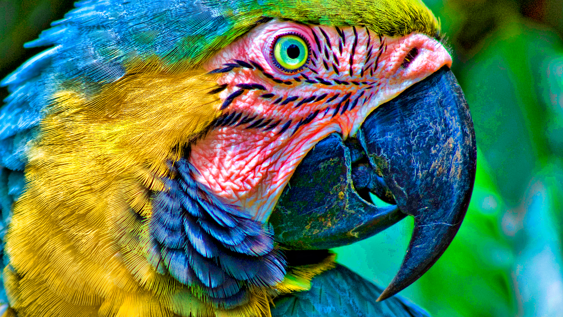 Desktop Wallpapers Free Parrot. Desktop Wallpaper Of Parrots ...