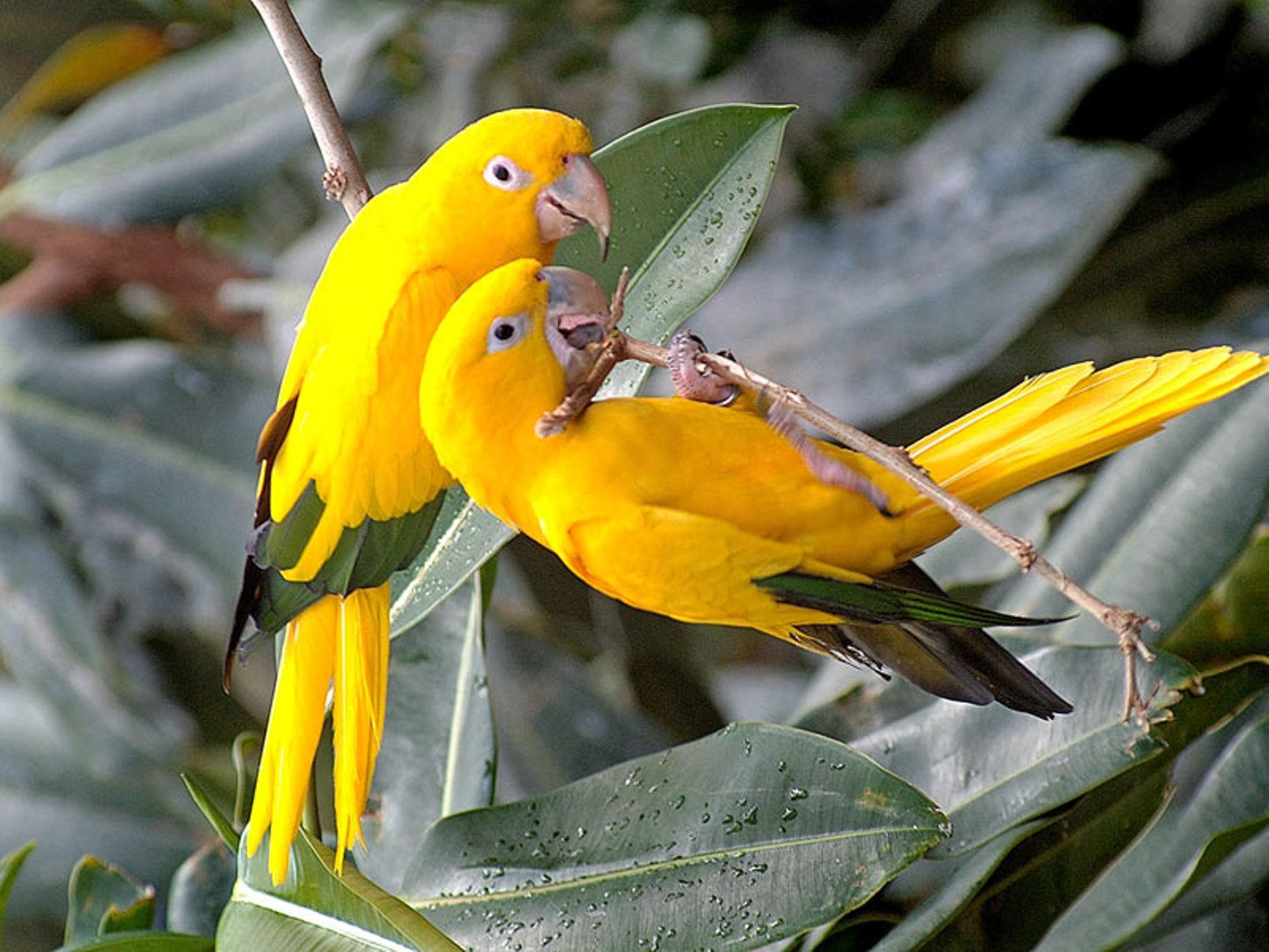 The Picture Orange Yellow Parrot | HD Parrots Wallpapers ...