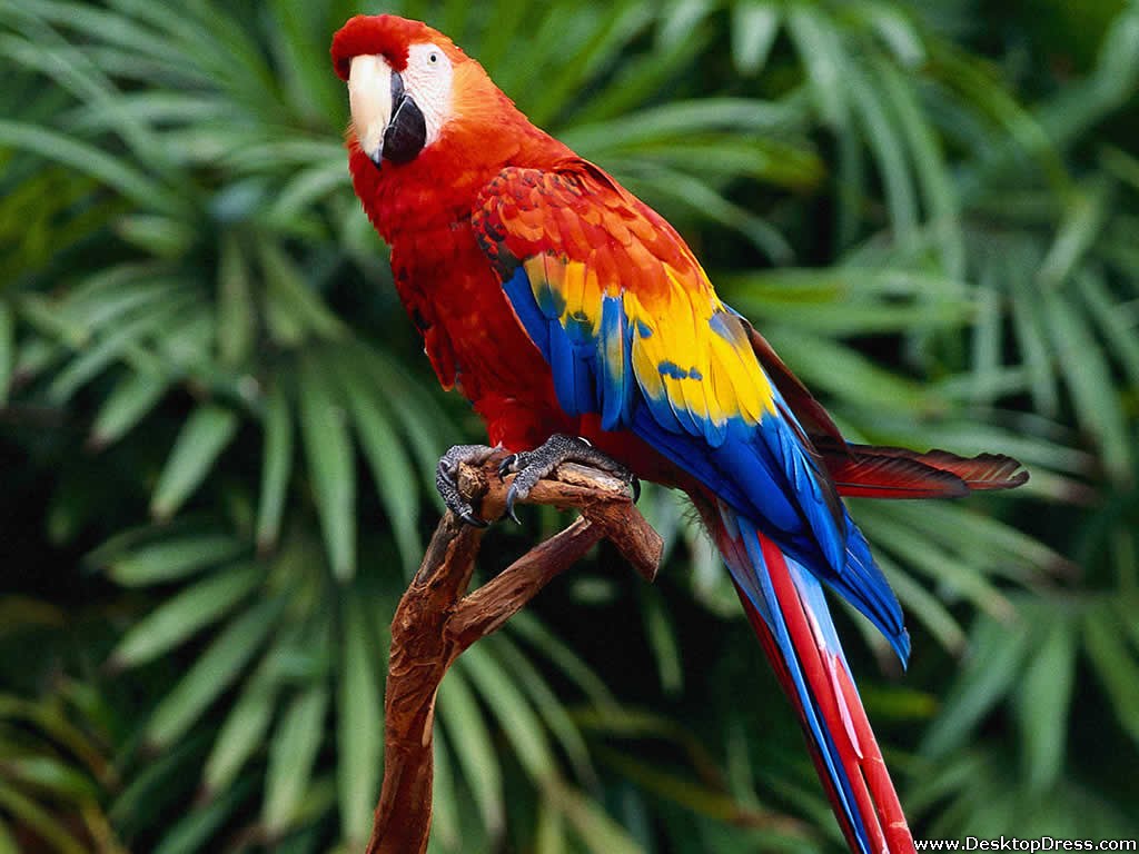 Desktop Wallpapers » Animals Backgrounds » Hello Parrot » www ...