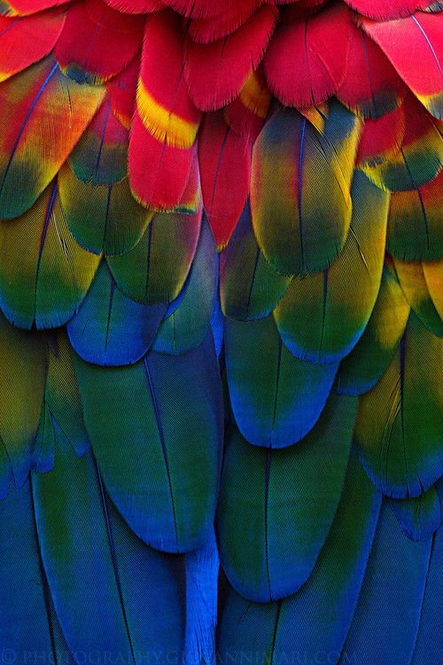 parrot bird feather colors close up details - iphone wallpaper ...