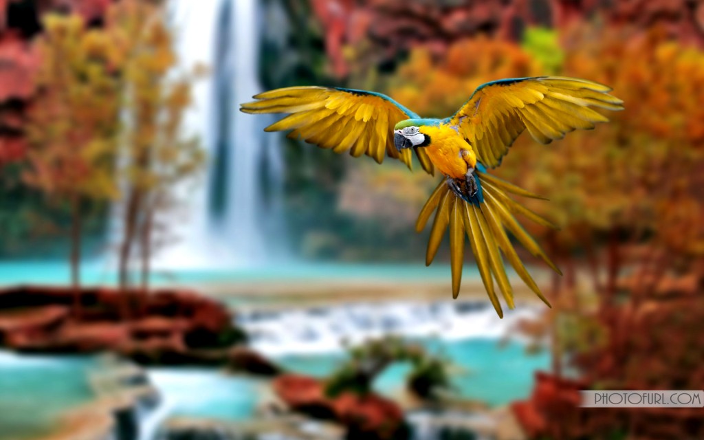 Colorful Wild Parrot Wallpapers High Resolution | Free Wallpapers