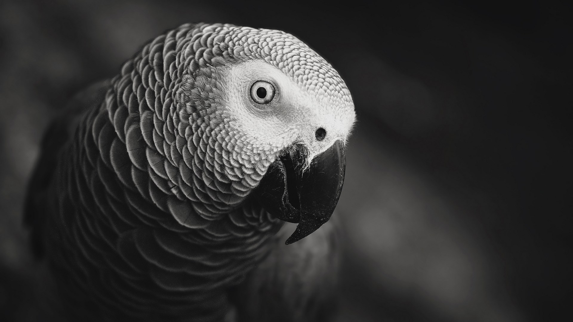 Grey Parrot Wallpapers - HD Wallpapers Backgrounds of Your Choice