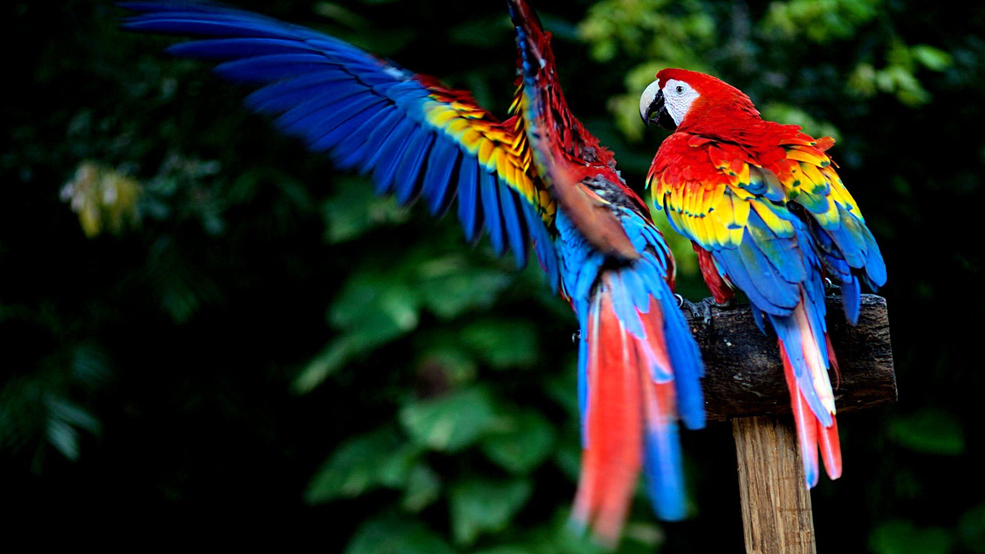 Macaw Parrot HD Photos