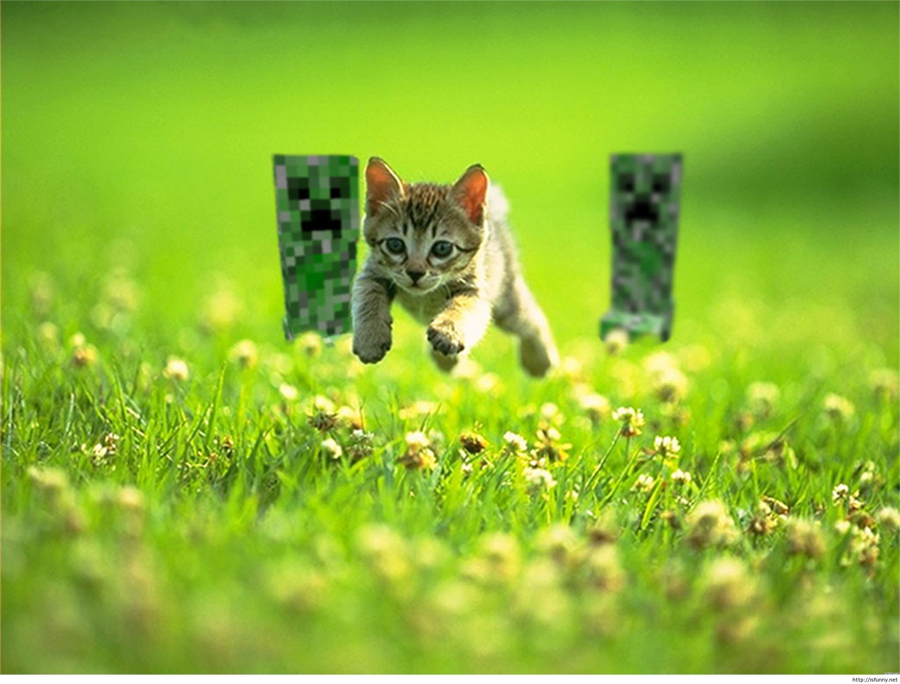 Funny Minecraft Cat Wallpaper HD Isfunny Isfunny Pinterest