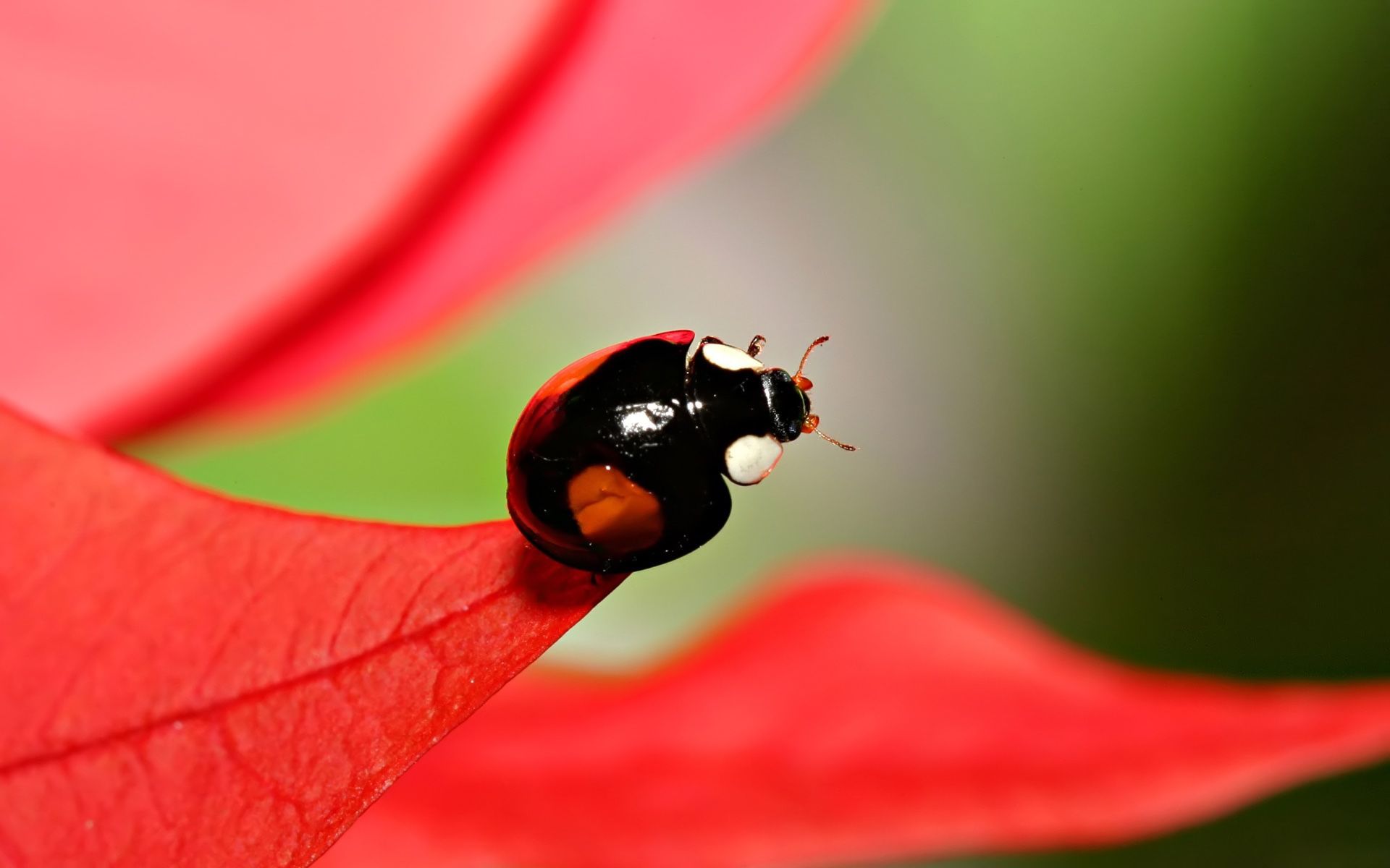 Free Wallpaper Background with Black Ladybug Picture in Macro HD