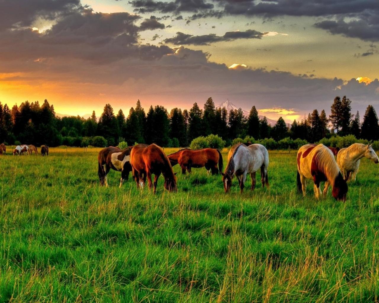 Horse in Sunset Wallpaper 1080p photo 1280x1024 Notebook / LCD wall