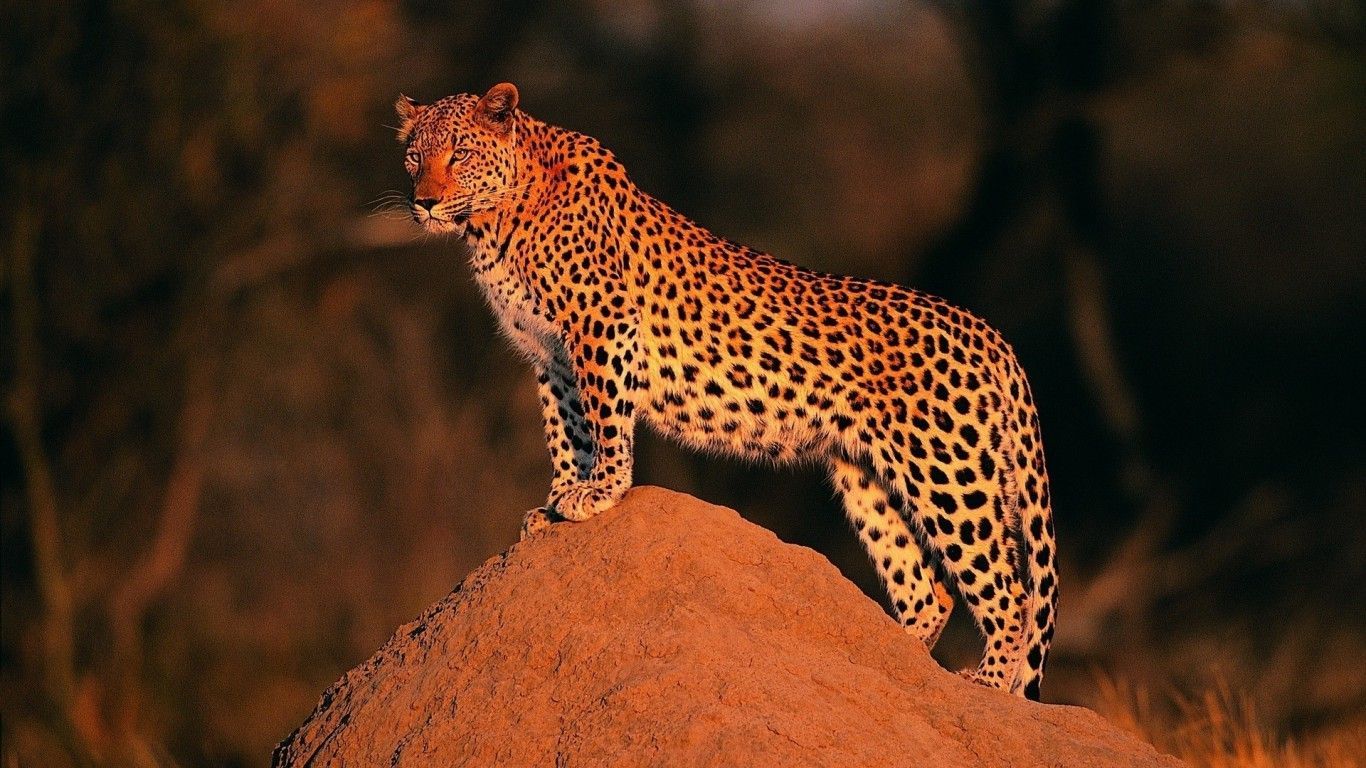 Leopard, Wallpaper, HD - Wallpapers – yoyowall.com