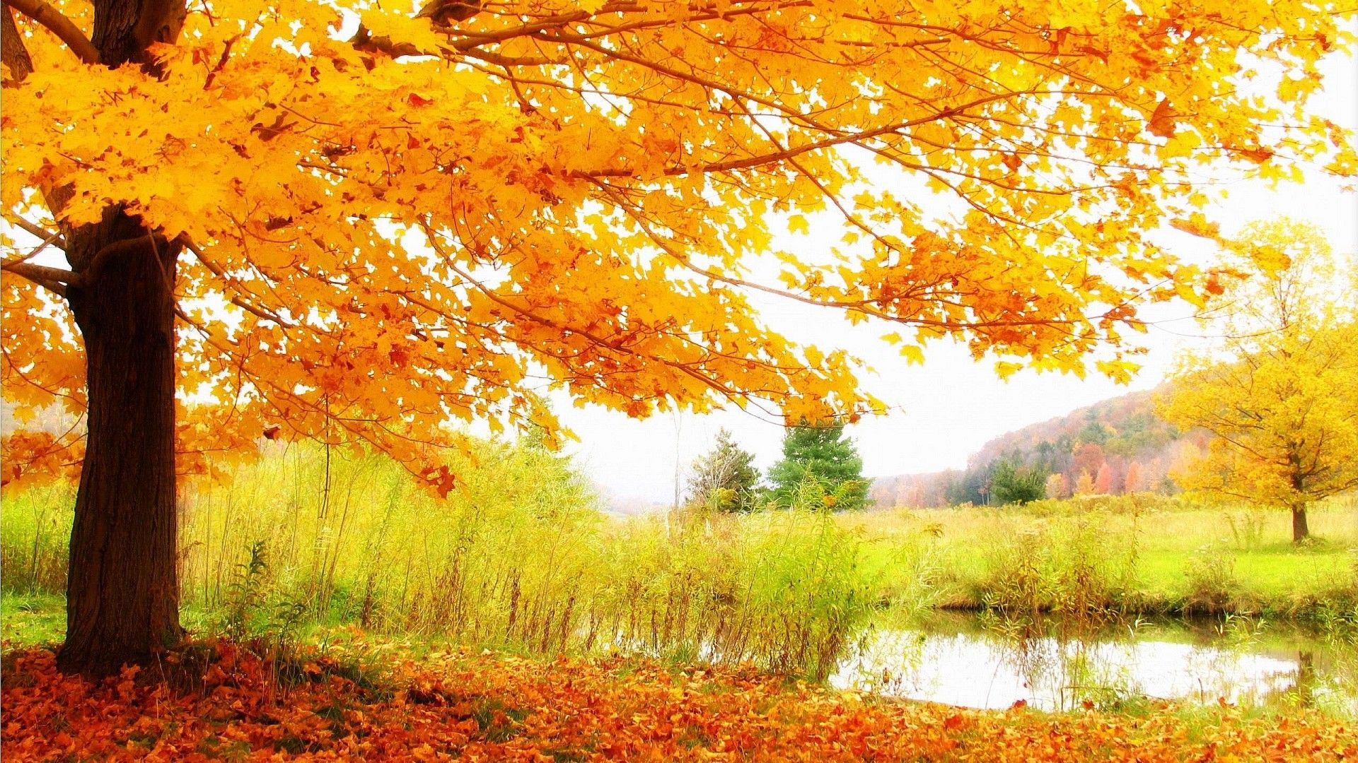 HD Autumn Scenery Wallpaper - HD Backgrounds